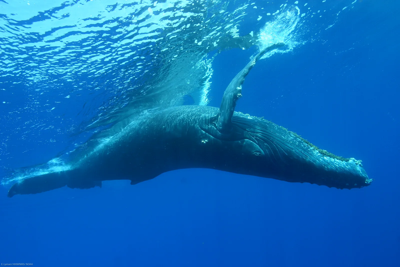 Two humpback whales swimming underwater